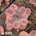 Echeveria Angel's Wing