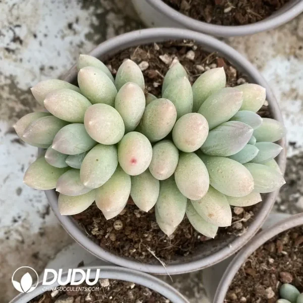 Pachyphytum Milky - Image 1