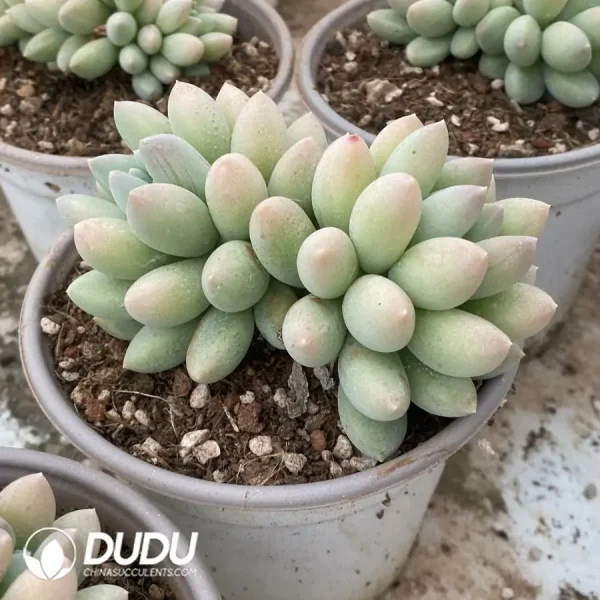 Pachyphytum Milky - Image 2