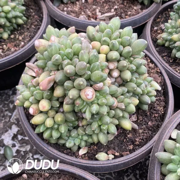 1756124551-1744365573-e202.webp Pachyphytum Chiyoda Cristata - Image 2