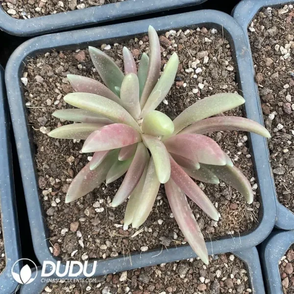 Pachyphytum Octopus - Image 1