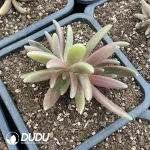 Pachyphytum Octopus - Image 2