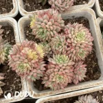 Echeveria Mebina Variegated Clustering(Scattered Clustering)