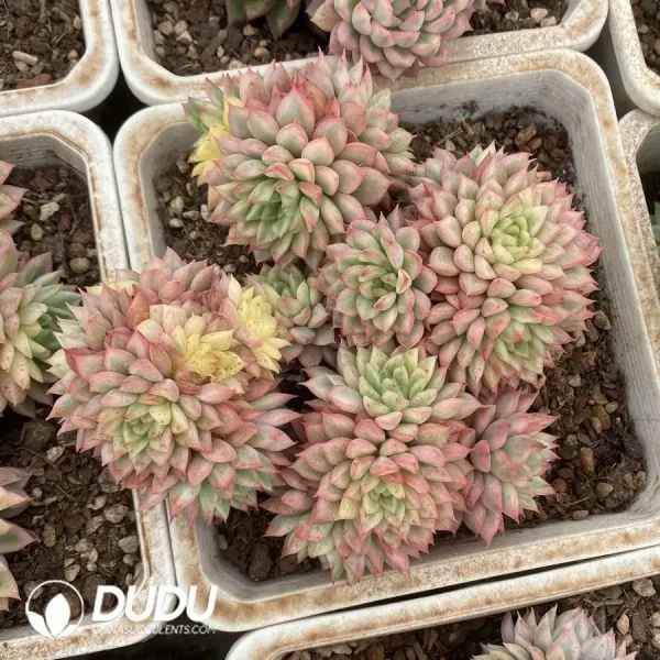 1756124554-1743558438-e201.webp Echeveria Mebina Variegated Clustering(Scattered Clustering) - Image 1