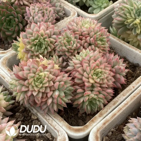 1756124556-1744365762-e202.webp Echeveria Mebina Variegated Clustering(Scattered Clustering) - Image 2
