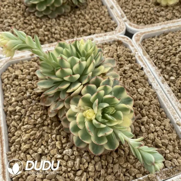 Echeveria Fantasy Rose Variegated Double Head - Image 1