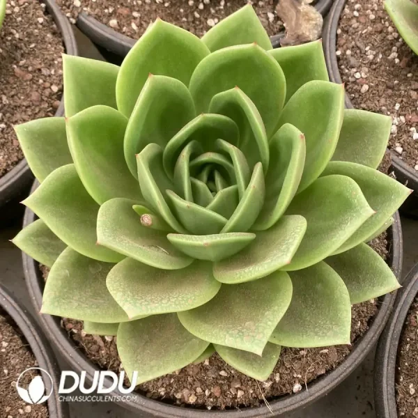 Echeveria Cuihua - Image 1