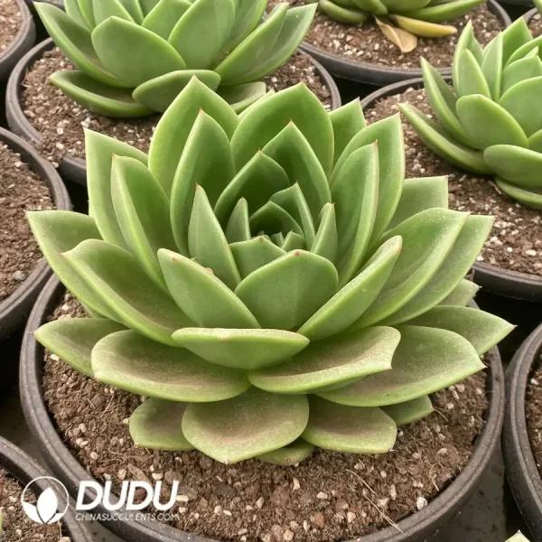 Echeveria Cuihua - Image 2
