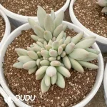 Pachyphytum Brandy Cluster