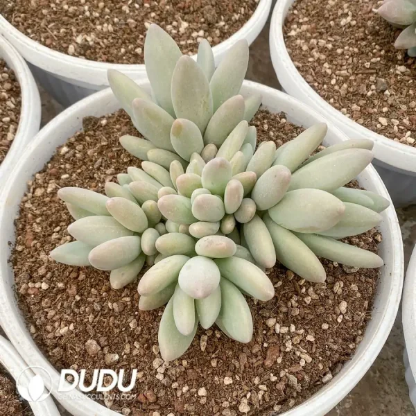 Pachyphytum Brandy Cluster - Image 1