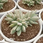 Pachyphytum Brandy Cluster - Image 2