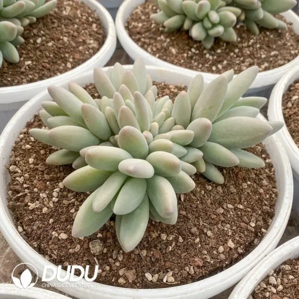 Pachyphytum Brandy Cluster - Image 2