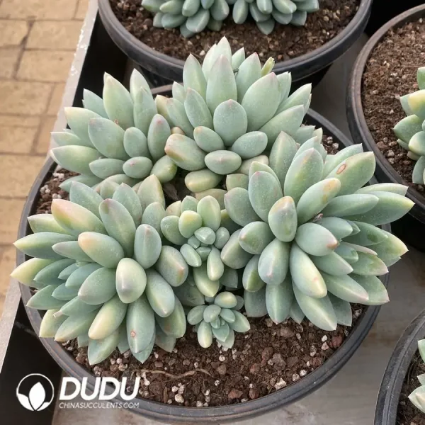 Pachyphytum Broadleaf Toffee Cluster - Image 1