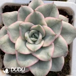 Echeveria Atlantis Variegated