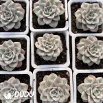 Echeveria Atlantis Variegated - Image 2