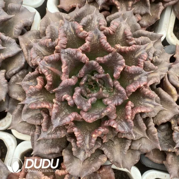 1756124575-1743558505-e201.webp Echeveria Super Bowl - Image 1
