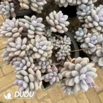 Graptopetalum Amethystinum Cluster