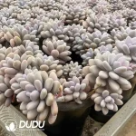 Graptopetalum Amethystinum Cluster - Image 2