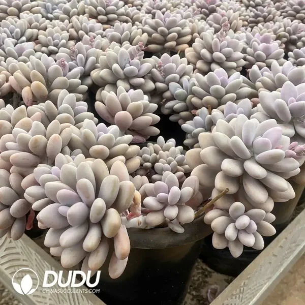 Graptopetalum Amethystinum Cluster - Image 2