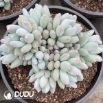 Pachyphytum Sun Moon and Stars Cluster