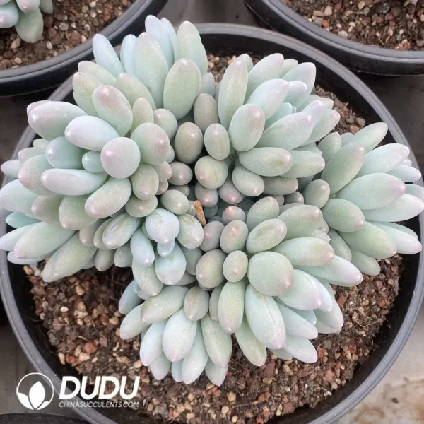 Pachyphytum Sun Moon and Stars Cluster - Image 1