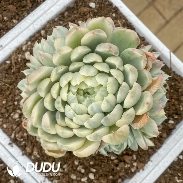 Echeveria Elegans Variegated Cluster - Image 1