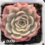 Echeveria Han Crystal Variegated