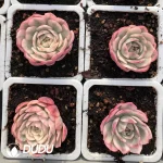 Echeveria Han Crystal Variegated - Image 2