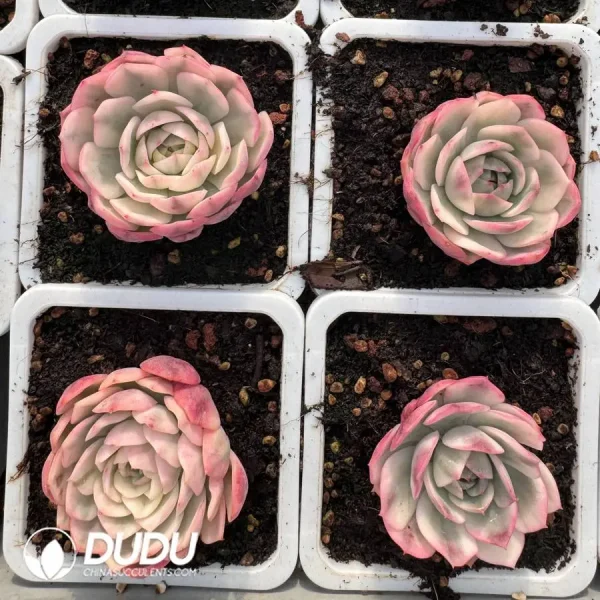 Echeveria Han Crystal Variegated - Image 2