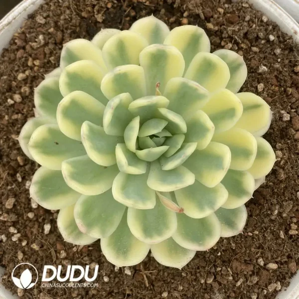 Echeveria Strawberry Ice Silky Variegated - Image 1