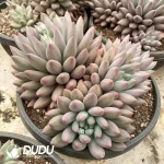 Pachyphytum Red Dragonfly Clustering - Image 2