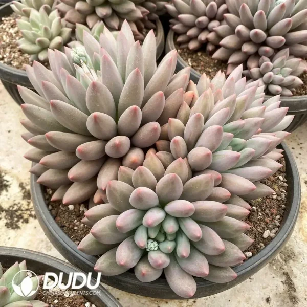 Pachyphytum Red Dragonfly Clustering - Image 2