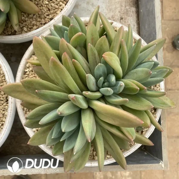 Pachyphytum Ocean Song Clustering - Image 1