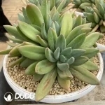 Pachyphytum Ocean Song Clustering - Image 2