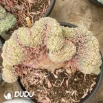 Echeveria Hani Cristata