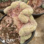 Echeveria Hani Cristata - Image 2