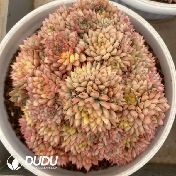 1756124609-1743558605-e201.webp Echeveria Mebina Variegated Cluster - Image 1