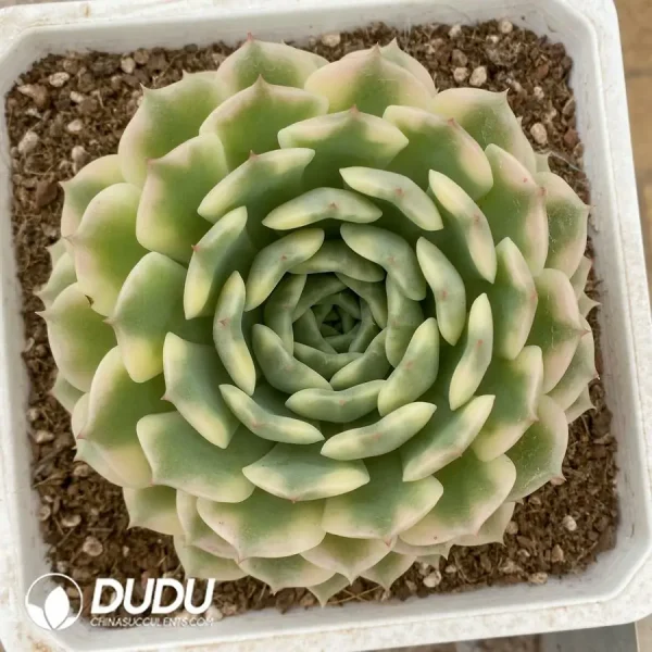 Echeveria Autumn Picked Up - Image 1