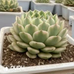Echeveria Autumn Picked Up - Image 2