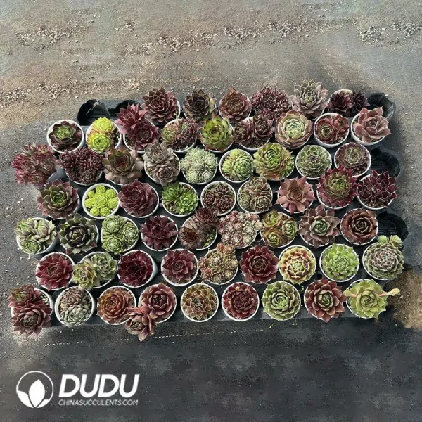 Sempervivum 60PCS Collocation-1 (Random Varieties) - Image 1