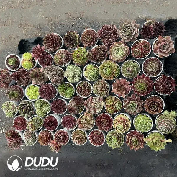 Sempervivum 60PCS Collocation-1 (Random Varieties) - Image 2