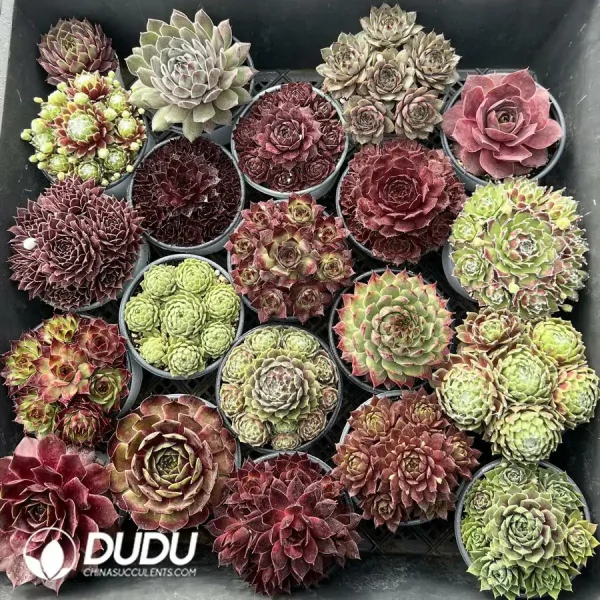 1756124619-1743558638-e201.webp Sempervivum 60PCS Collocation-2 (Random Varieties) - Image 1