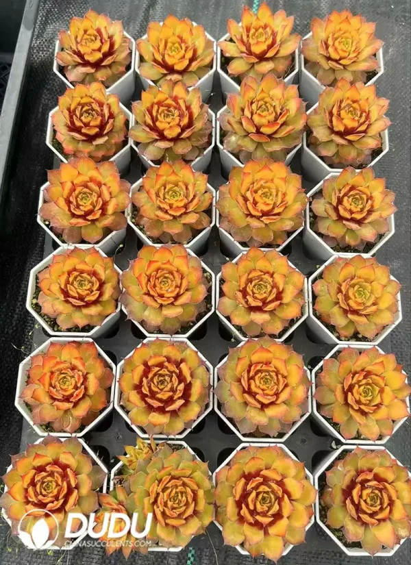 1756124622-1743558646-e201.webp Sempervivum Gold Brick - Image 1