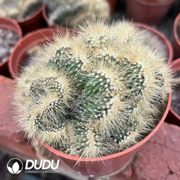 1756124623-1743558650-e201.webp Pachycereus Pringlei Cristata - Image 1