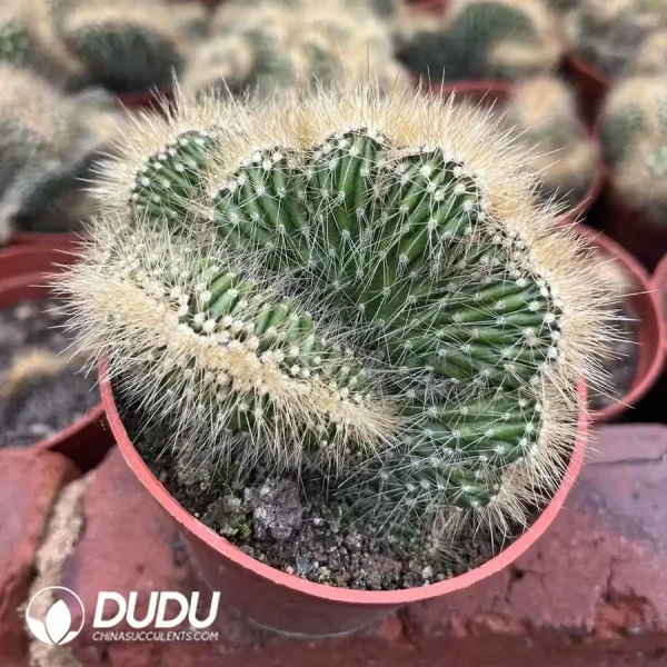 1756124624-1744365546-e202.webp Pachycereus Pringlei Cristata - Image 2