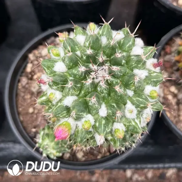 1756124625-1743558656-e201.webp Mammillaria Rioverdense White Variegated - Image 1