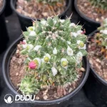 Mammillaria Rioverdense White Variegated - Image 2