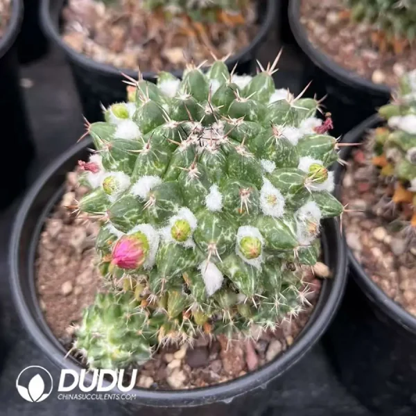 1756124626-1744365542-e202.webp Mammillaria Rioverdense White Variegated - Image 2