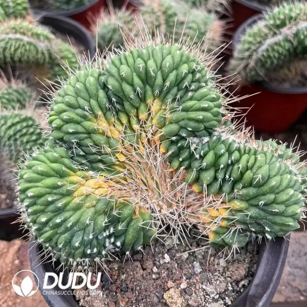 1756124628-1743558663-e201.webp Mammillaria Rioverdens Cristata - Image 1