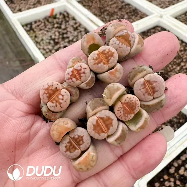 Lithops C183A - Image 1